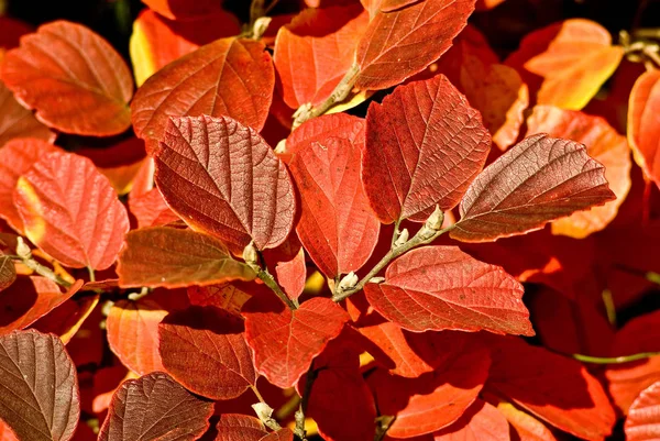 色とりどりの紅葉が美しい — ストック写真