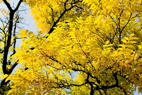 秋天的叶子 黄色的叶子 — 图库照片