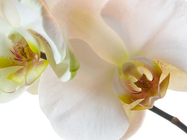 Сцена Красивого Цветка Орхидеи — стоковое фото