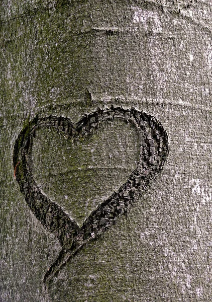 Textura Tronco Árvore Superfície Casca — Fotografia de Stock