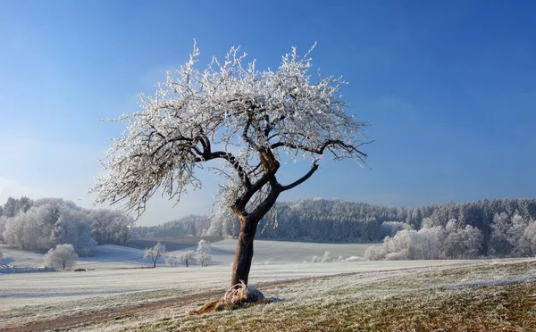 Mágico Paisaje Invernal Con Árboles — Foto de Stock