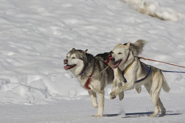 Animale Fattoria Attenzione Selettiva — Foto Stock