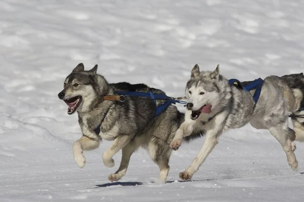 Due Cani Husky Siberiani Inverno — Foto Stock