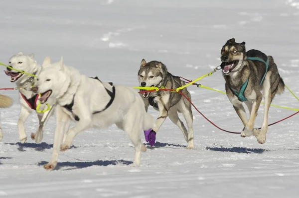 Σκύλοι Και Έλκηθρο Χειμώνα — Φωτογραφία Αρχείου