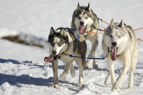 Dos Perros Criadores Siberianos Invierno —  Fotos de Stock