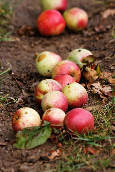Manzanas Suelo — Foto de Stock