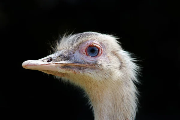 Vue Panoramique Bel Oiseau Nature — Photo