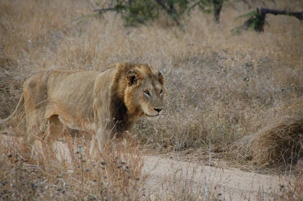 Oroszlán Kruger Parkban — Stock Fotó