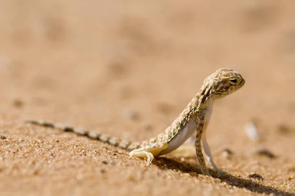 Lagarto Vida Silvestre Reptil — Foto de Stock