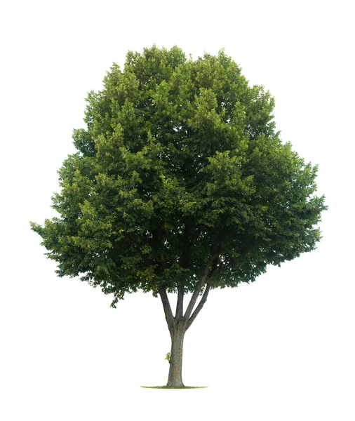 Zelený Strom Izolované Bílém Pozadí — Stock fotografie