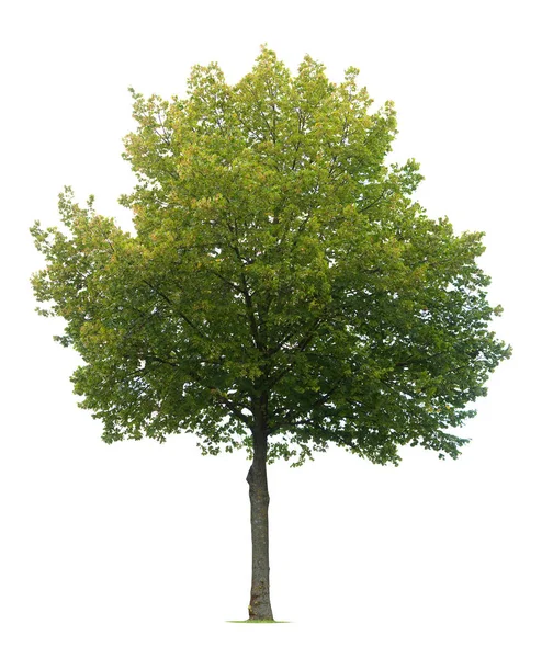 Grüner Baum Isoliert Auf Weißem Hintergrund — Stockfoto