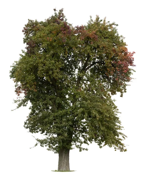 Apfelbaum Naturpflanze Und Blattflora — Stockfoto