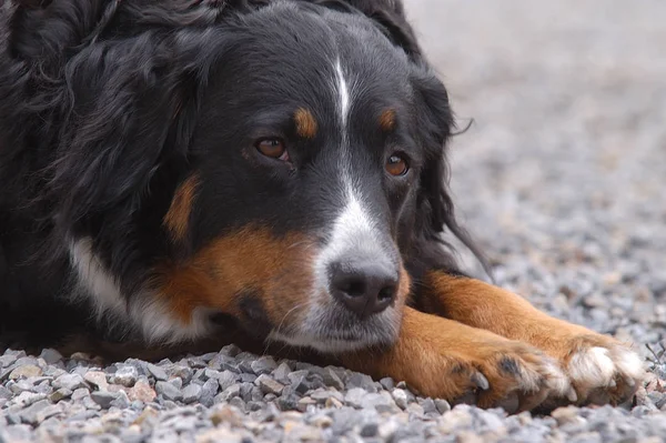 Portret Van Een Schattige Mountain Dog — Stockfoto