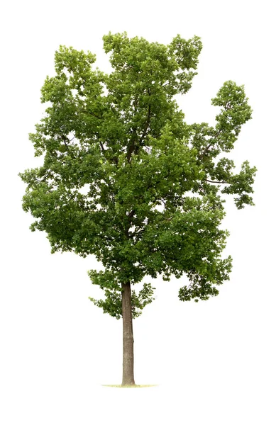 Albero Verde Isolato Sfondo Bianco — Foto Stock