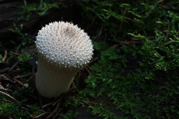 Champignons Flore Fongique Botanique — Photo