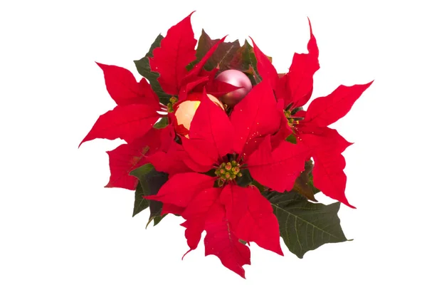 Flor Natal Com Bolas — Fotografia de Stock