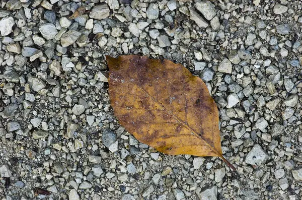 秋天的黄石灰地面 — 图库照片
