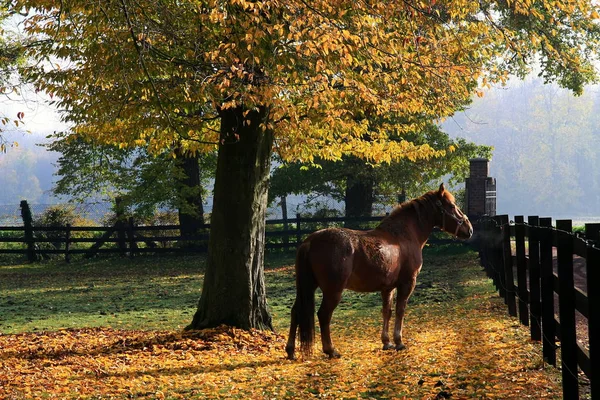 Lindo Caballo Naturaleza Salvaje — Foto de Stock