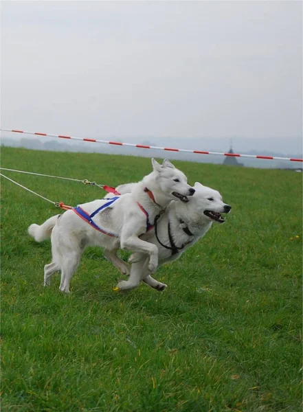 可愛い子犬犬の風景 — ストック写真