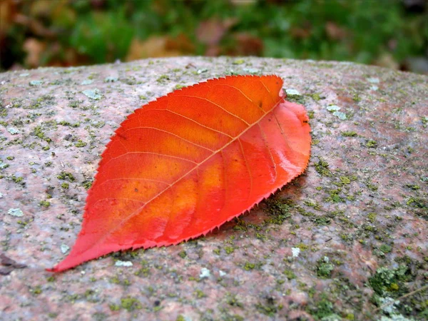 Hoja Follaje Colorido Otoño —  Fotos de Stock