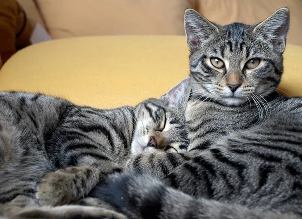 Retrato Lindo Gato — Foto de Stock