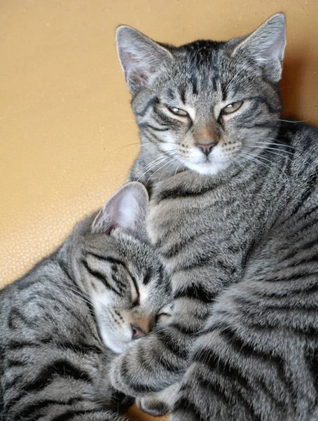 Deux Chats Dorment Par Terre — Photo