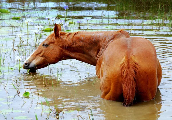 Cheval Dans Étang Lis — Photo