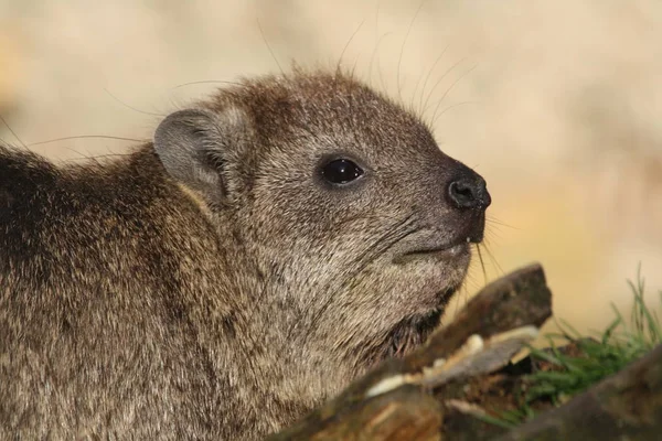 Hyrax Állat Alváz Emlős Sziklakirax — Stock Fotó