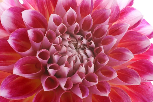 Widok Bliska Piękne Kwitnące Dahlia — Zdjęcie stockowe