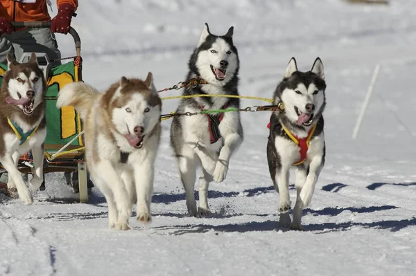 Grupo Perros Siberianos Criados Nieve — Foto de Stock