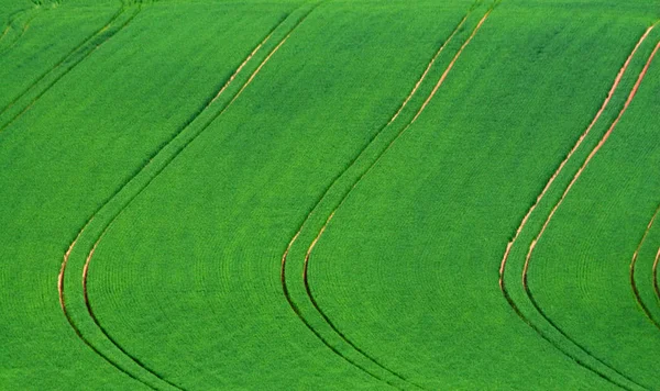 Grüne Wiese Grünes Gras — Stockfoto