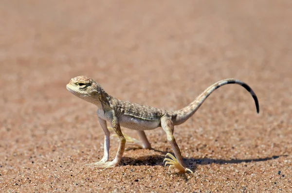 Animal Lagarto Réptil Tropical — Fotografia de Stock