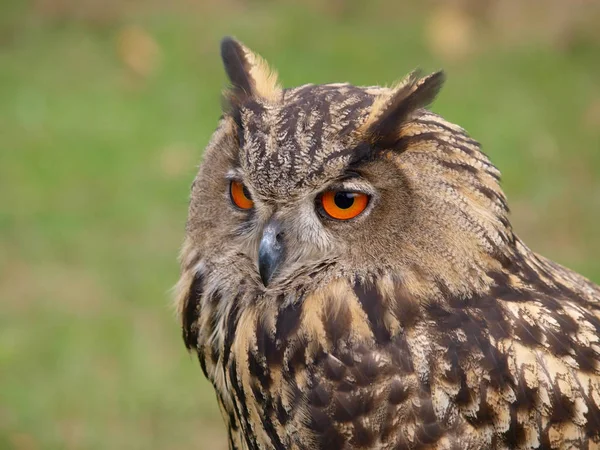 Owl Uhu Caçador Noite Silencioso — Fotografia de Stock