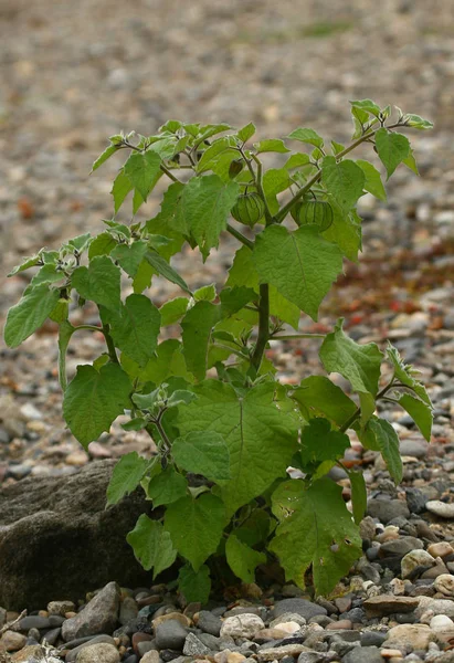 Herbsternte Selektiver Fokus — Stockfoto