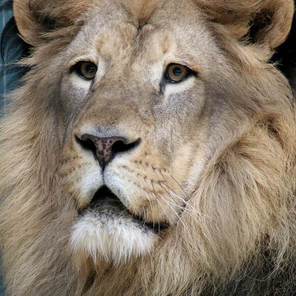 Λιοντάρι Αρπακτικό Ζώο Αρπακτικό Αιλουροειδών — Φωτογραφία Αρχείου