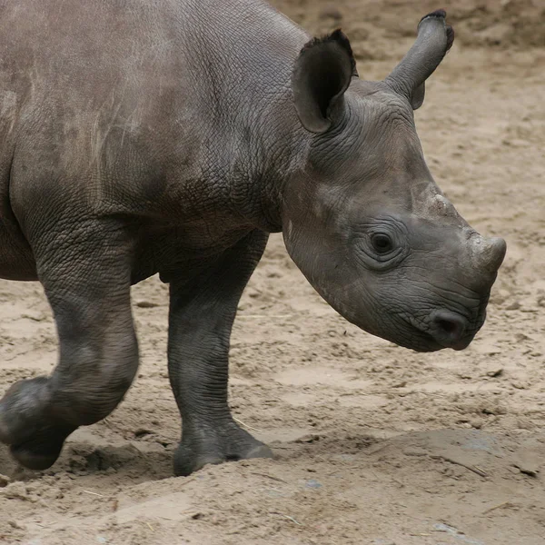 Animais Africanos Criação Rinocerontes Fauna — Fotografia de Stock