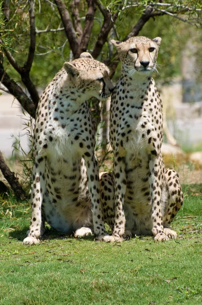 Cheetah Gato Leopardo Animal Wildcat — Fotografia de Stock