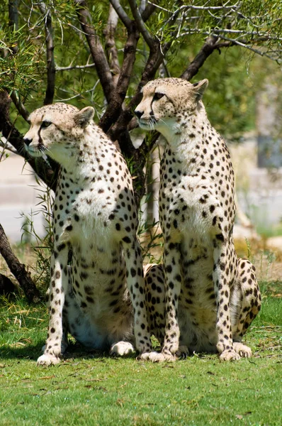 Хищник Леопард — стоковое фото
