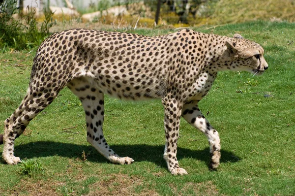 Depredador Leopardo Gato Grande —  Fotos de Stock