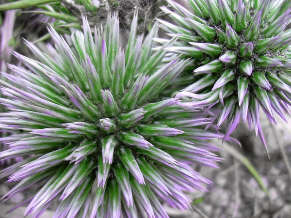 Vackra Blommor Blommigt Koncept Bakgrund — Stockfoto