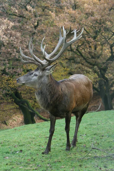 Ciervos Animales Mamíferos Naturaleza — Foto de Stock