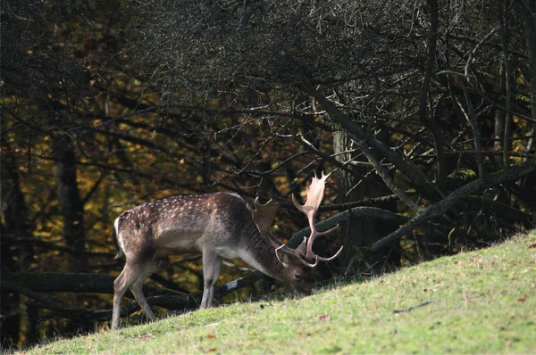 Nature Animal Sauvage Jachère Cerf Animal Sauvage — Photo