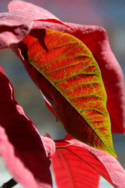 Hoja Roja Árbol —  Fotos de Stock