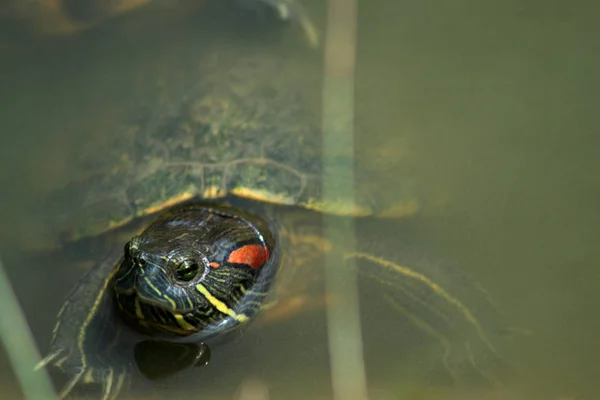 Suwak Czerwony Trachemys Scripta Elegans — Zdjęcie stockowe