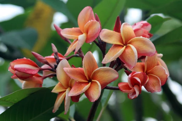 Frangipani Plumeria Pétalos Flores — Foto de Stock