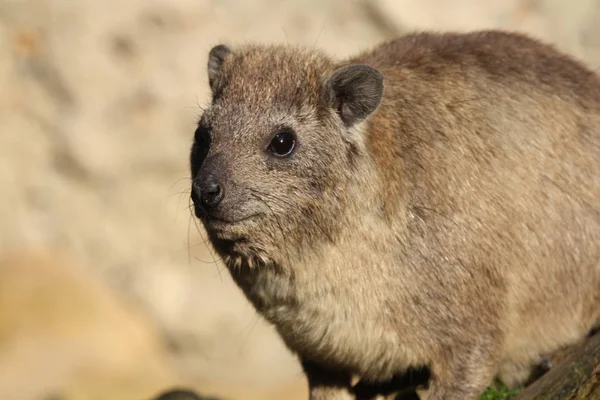 ハイラックス動物 哺乳類 ロックハイラックス — ストック写真