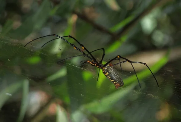 Close Bug Natureza Selvagem — Fotografia de Stock