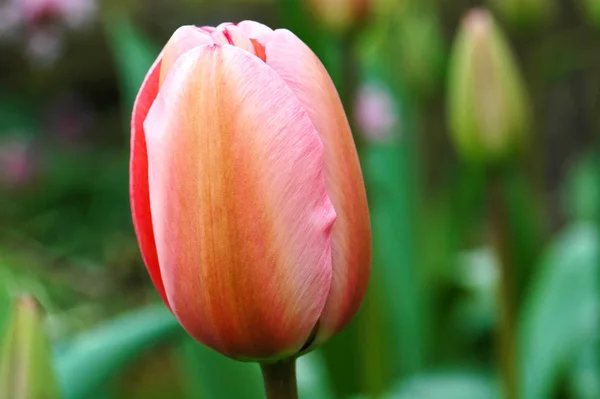 Frühling Tulpen Blumen Flora — Stockfoto