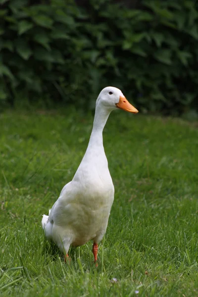 Indian Runners Sind Eine Rasse Von Anas Platyrhynchos Domesticus Der — Stockfoto