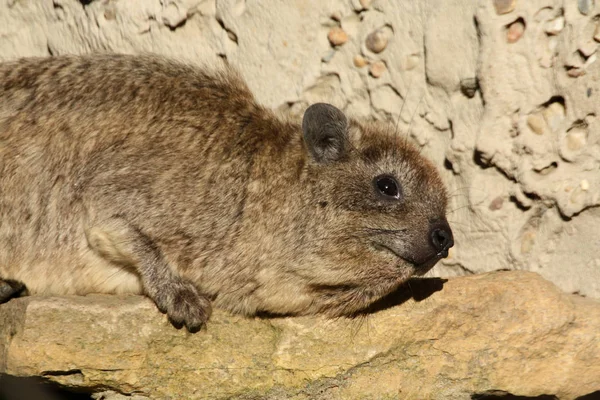 Hyrax Hayvanı Dassies Memeli Kaya Hyrax — Stok fotoğraf